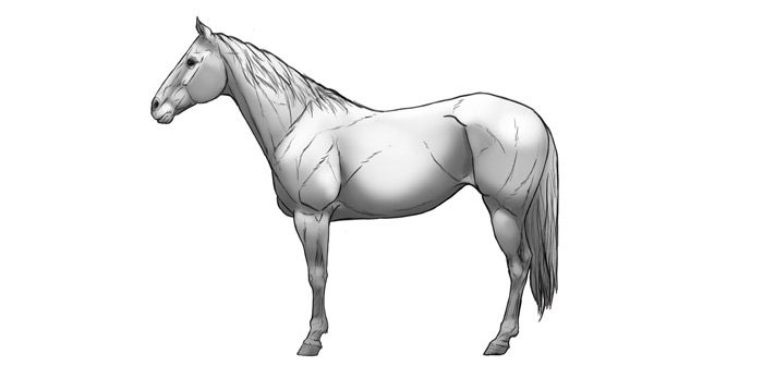 700x347 How To Draw Horses Step