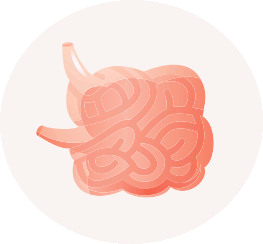263x244 Health Remedies Small Intestine