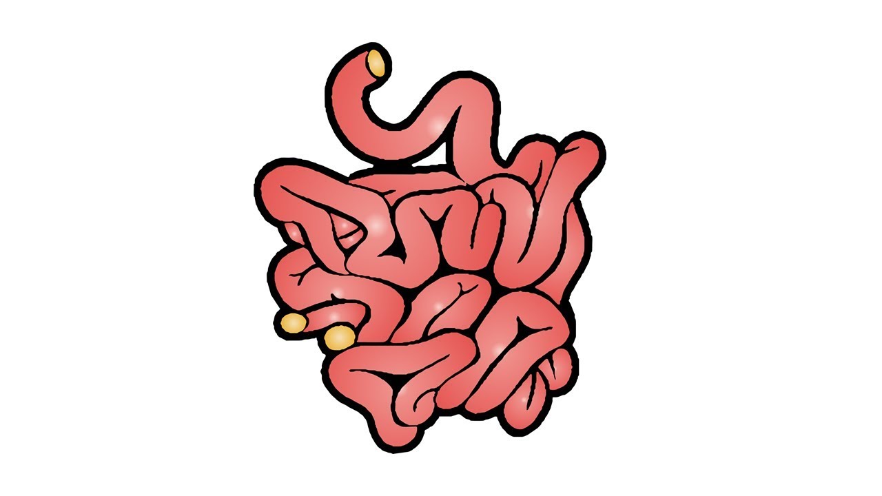 1280x720 How To Draw The Small Intestine
