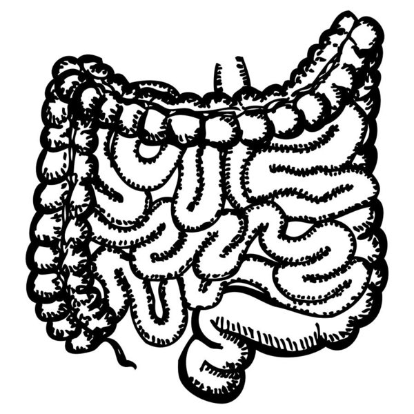 600x600 Intestines Drawing