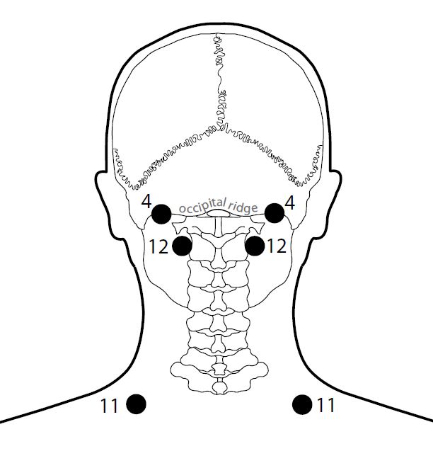 612x661 Small Intestine