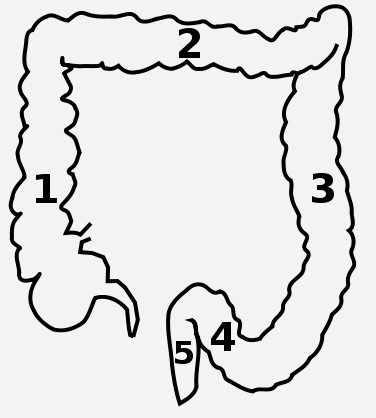 376x418 Small Intestine Cliparts