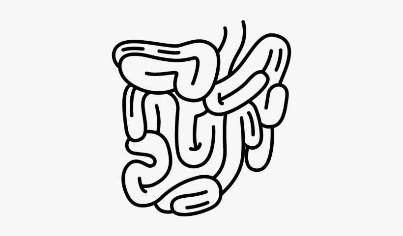 820x481 Small Intestine Vector