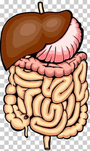 310x516 Small Intestine Gastrointestinal Tract Large Intestine Organs