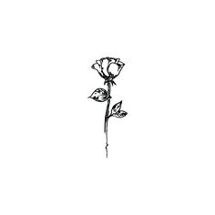 Small Rose Drawing