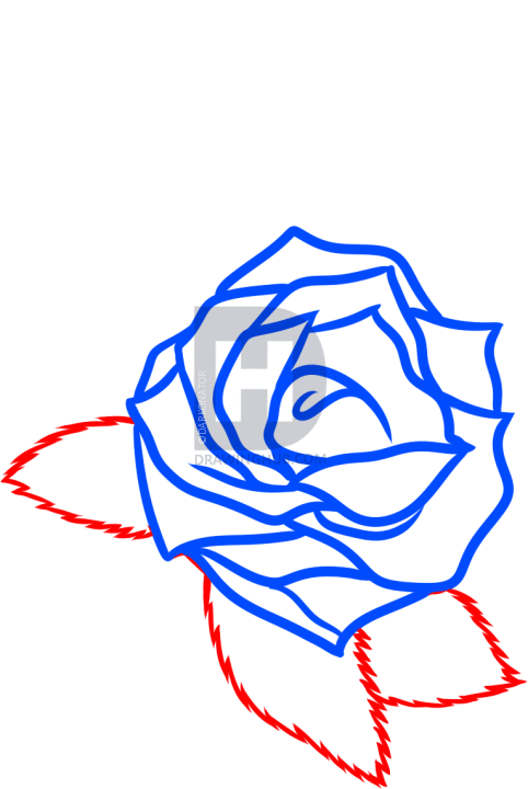 482x720 How To Draw A Rose Tattoo Design, Step