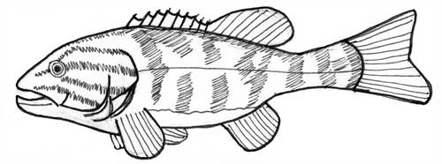 500x186 Smallmouthbass Explore Smallmouthbass