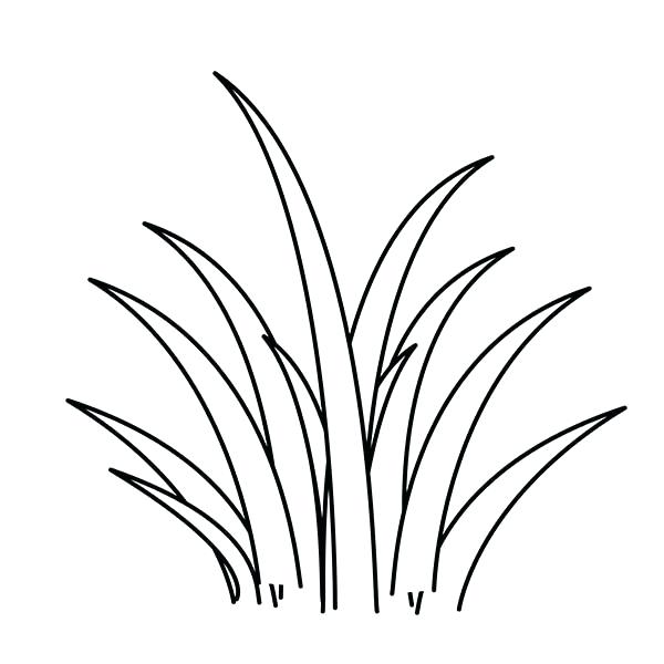 600x600 Grass Photo Drawing Drawing Skill