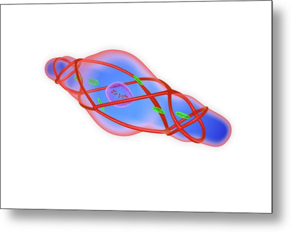 600x478 Contracted Smooth Muscle Cell Photograph