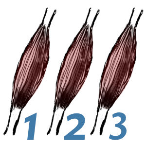 300x300 How Many Muscles In The Human Body