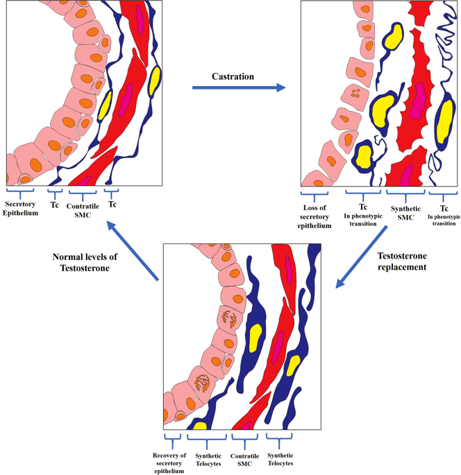 664x685 prostate telocytes change their phenotype in response