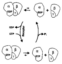 250x255 Smooth Muscle