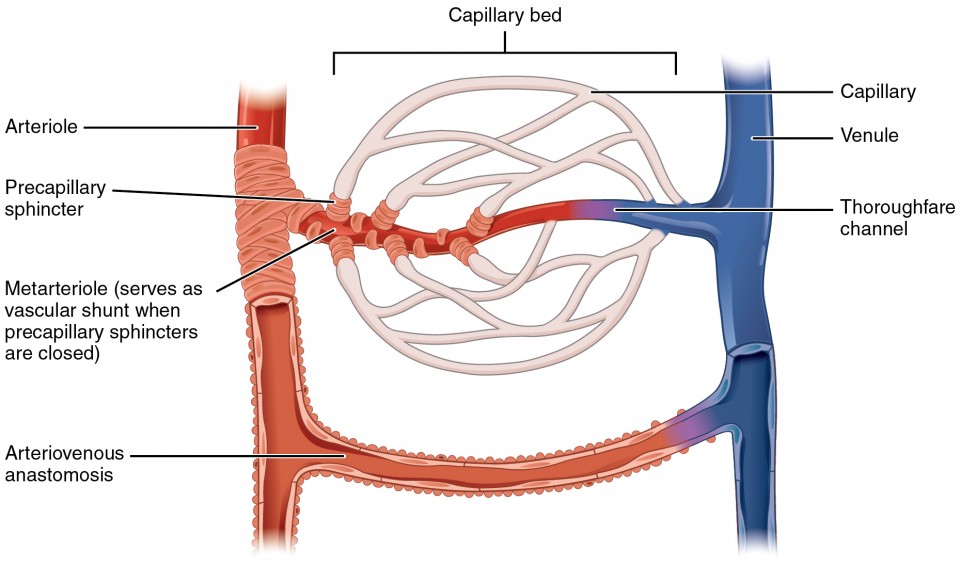 960x567 structure and function of blood vessels anatomy and physiology ii