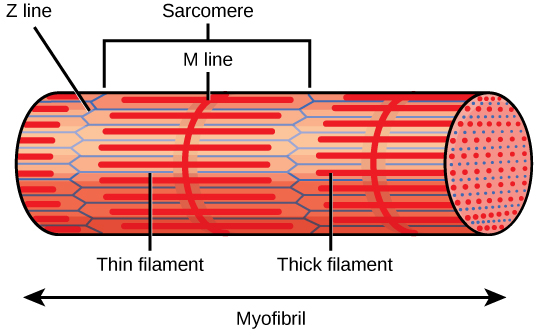 544x336 Types Of Muscle Tissue And Fibers Biology For Majors Ii