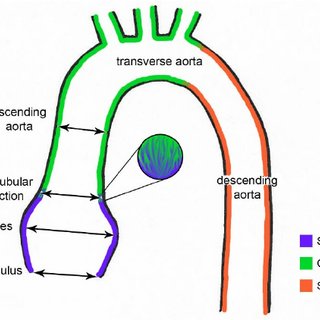 320x320 Cell Lineages That Contribute To The Smooth Muscle Cells Lining