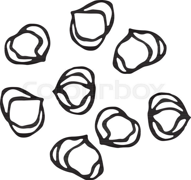 800x753 whole hazelnut kernels healthy snack stock vector colourbox