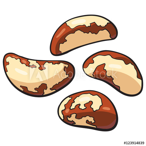 500x500 Whole And Peeled Brazil Nuts, Vector Illustration Isolated