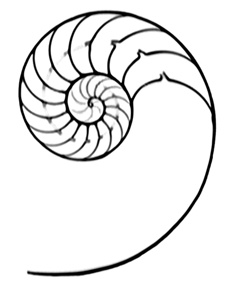 748x965 Nautilus Drawing Line Shell For Free Download