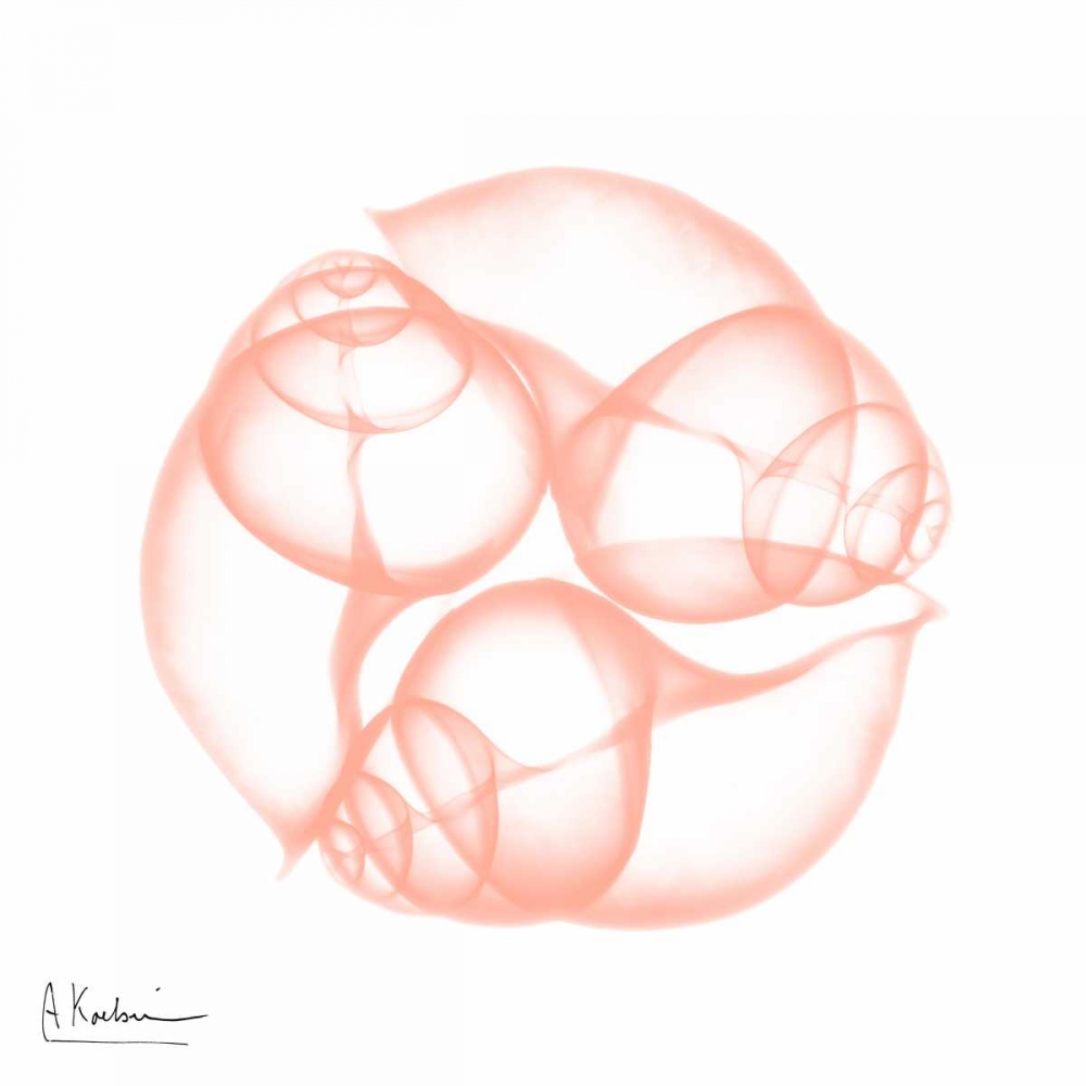 1000x1000 Peach Snail Shell