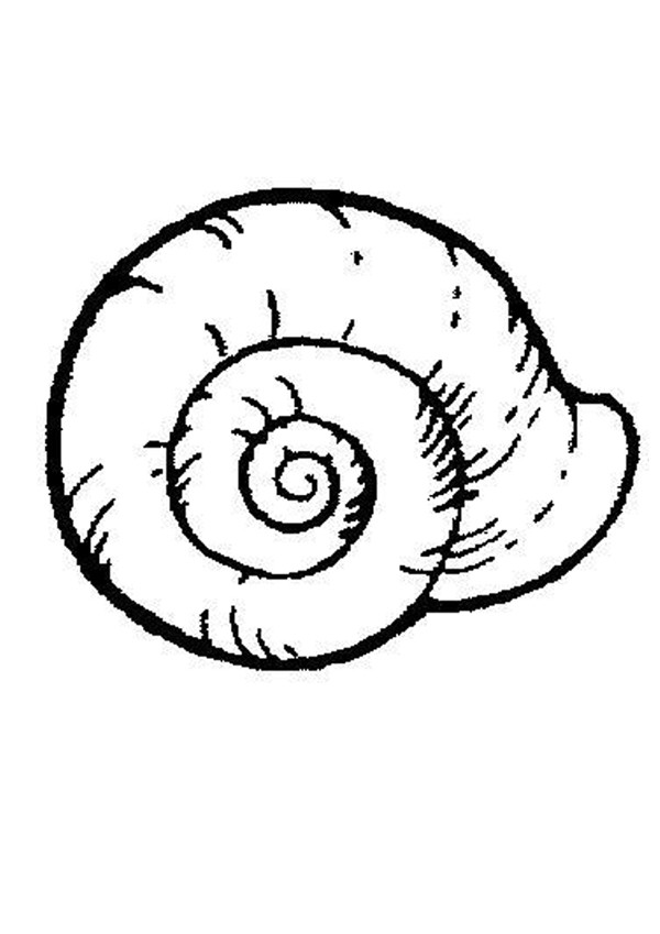 600x849 Shell Drawing Free Download