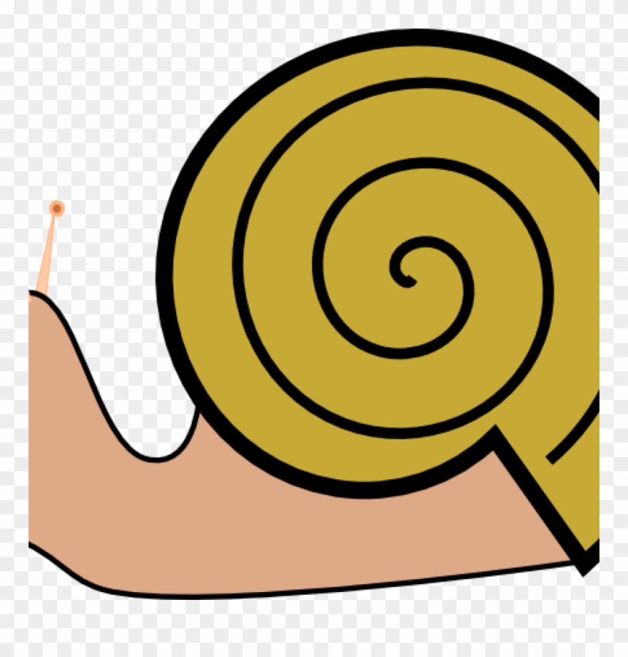 880x920 Snail Clipart Pond Snail