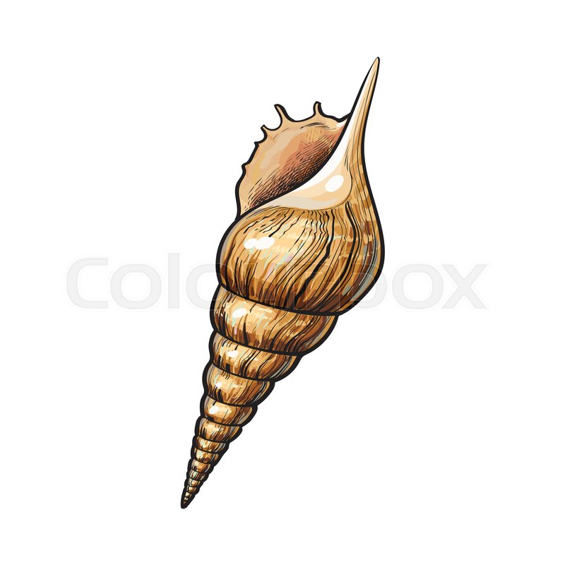 800x800 Colorful Spiral Conch Sea Shell, Stock Vector Colourbox