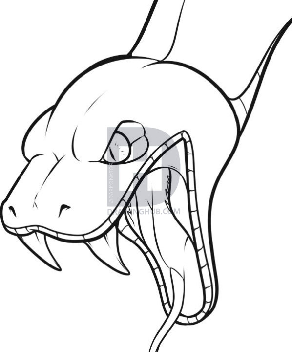 598x720 How To Draw A Snake Head, Draw Snake Heads, Step