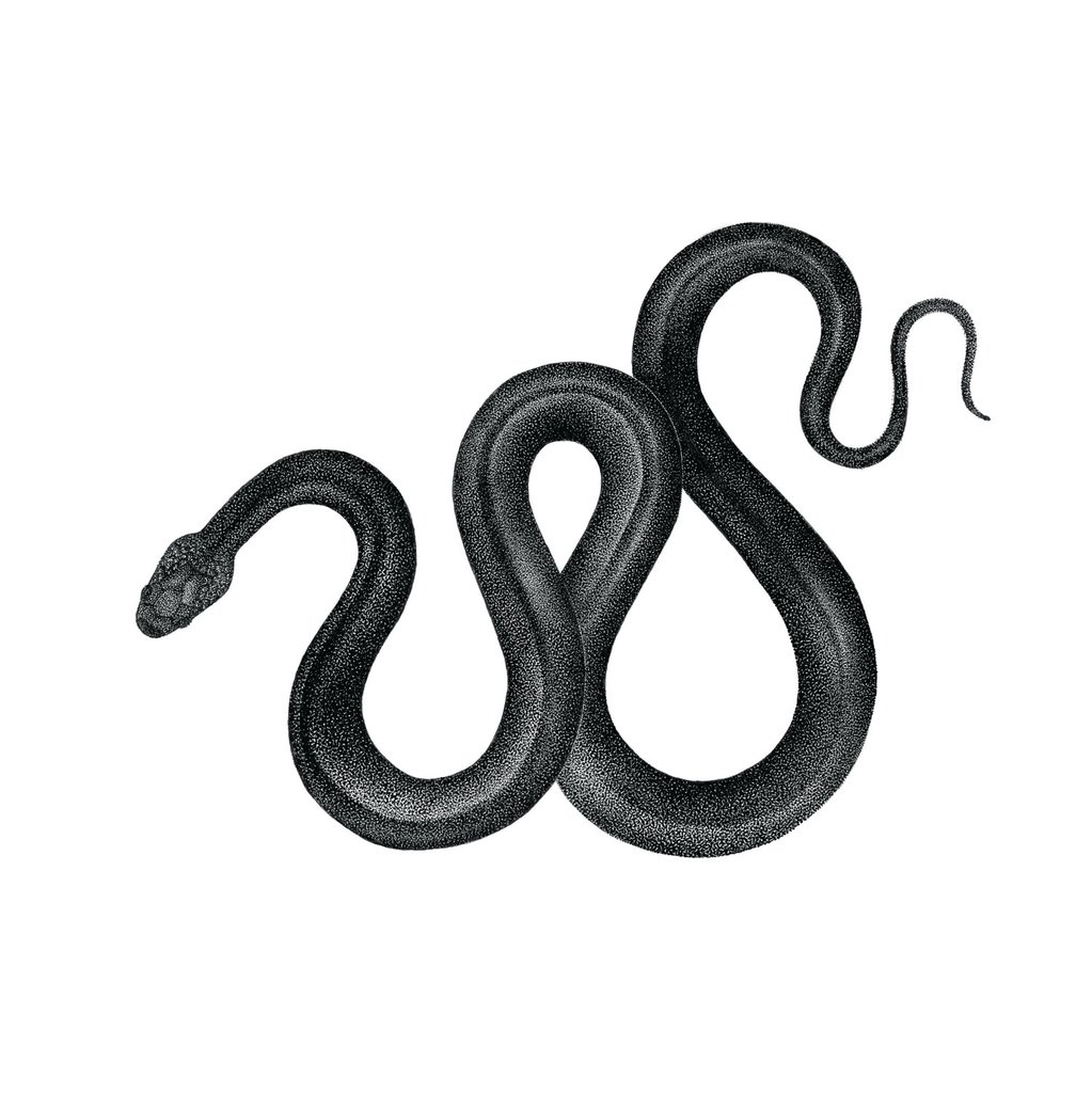 1023x1024 Snake