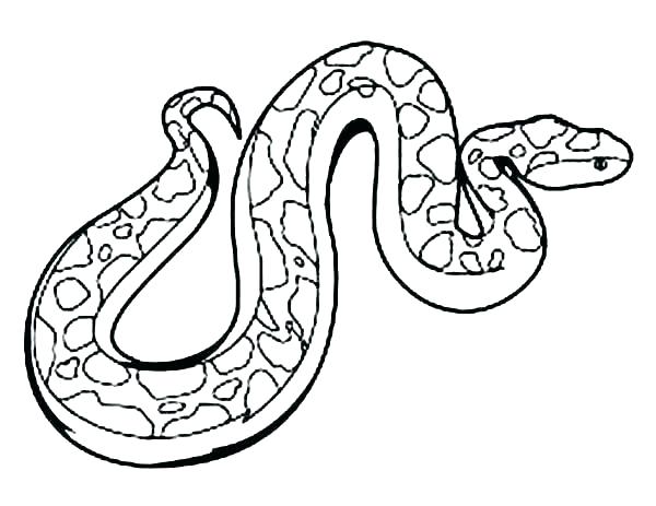 600x463 How To Draw A Anaconda Snake
