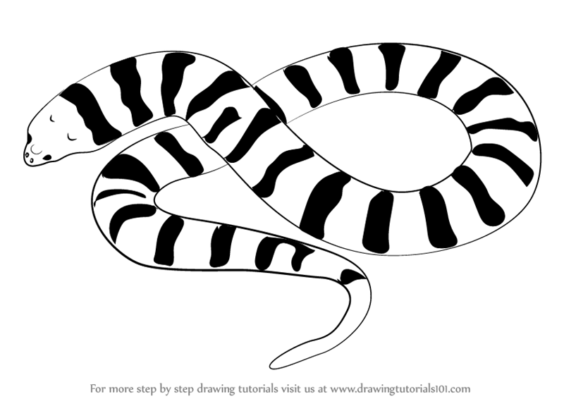 800x566 Learn How To Draw A Tiger Snake