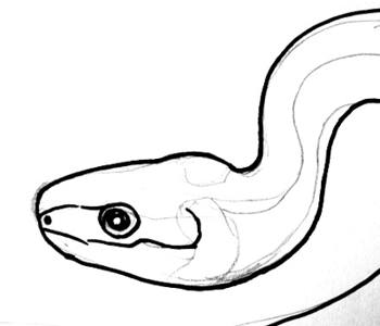 350x300 How To Draw A Grass Snake