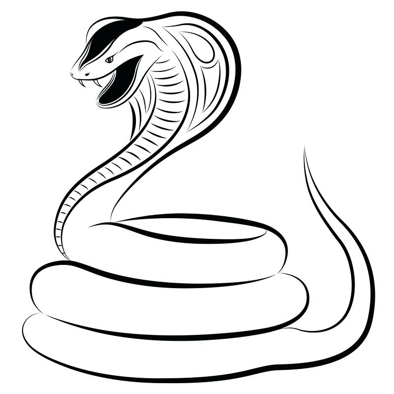 800x800 How To Draw A Cobra Draw Cobra Snake Step Step