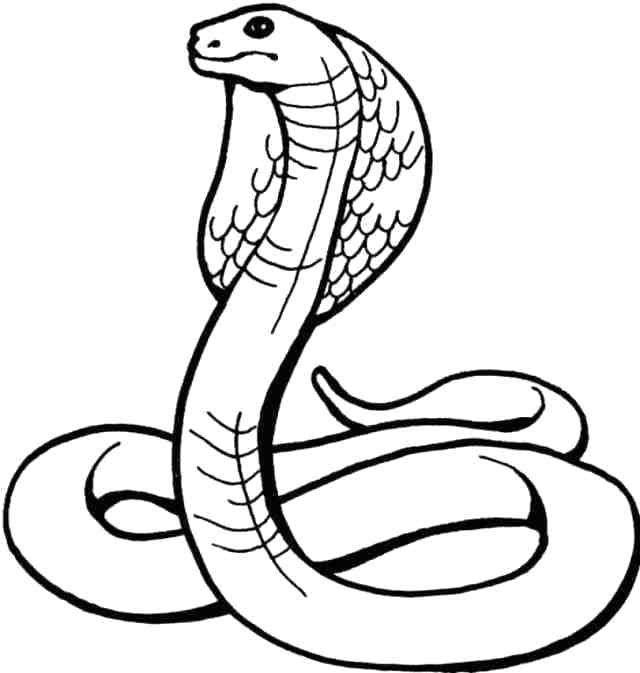 640x673 How To Draw A Cobra How To Draw A King Cobra Step Cobra Draw Wire