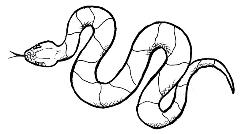 Snake Scales Drawing