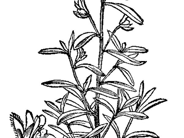 600x450 Sagebud Grow Your Garden Plant A Tree Pot A Flower Sow A Seed