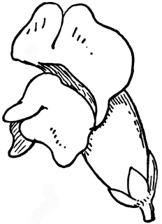 232x320 Snapdragon Clipart Etc