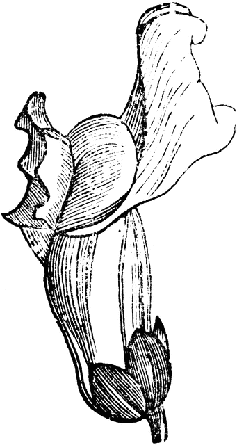 341x640 Snapdragon Corolla Snapdragon Clip Art, Artwork, Abstract