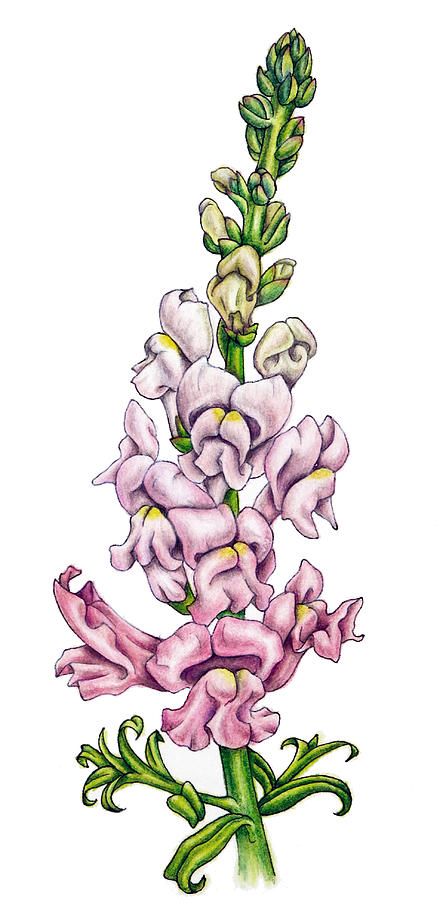 446x900 Snapdragon Drawing
