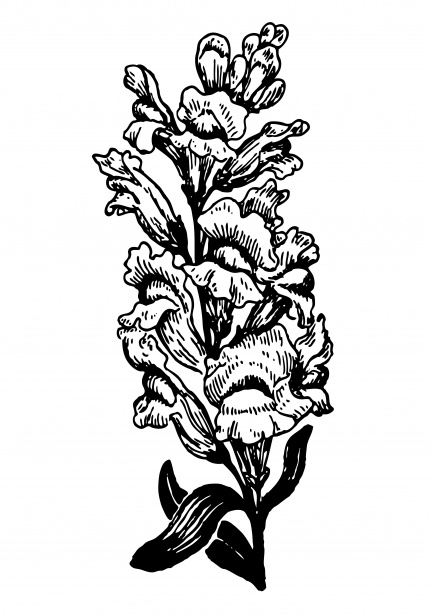 430x615 Snapdragon Flower Illustration Free Stock Photo