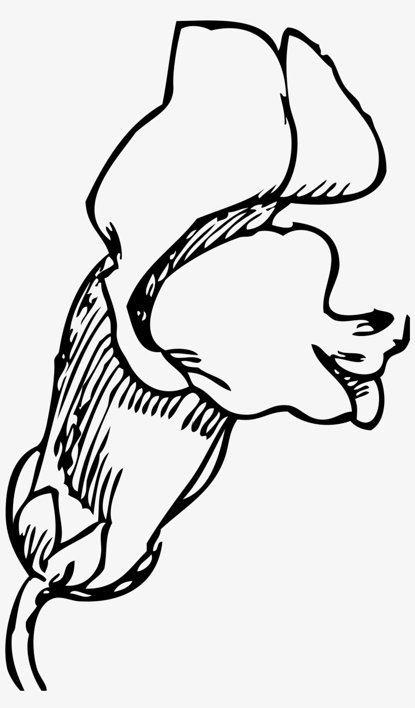 820x1397 Snapdragon Flower Tattoo