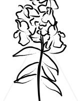 162x200 Snapdragon Clipart Clipart Station