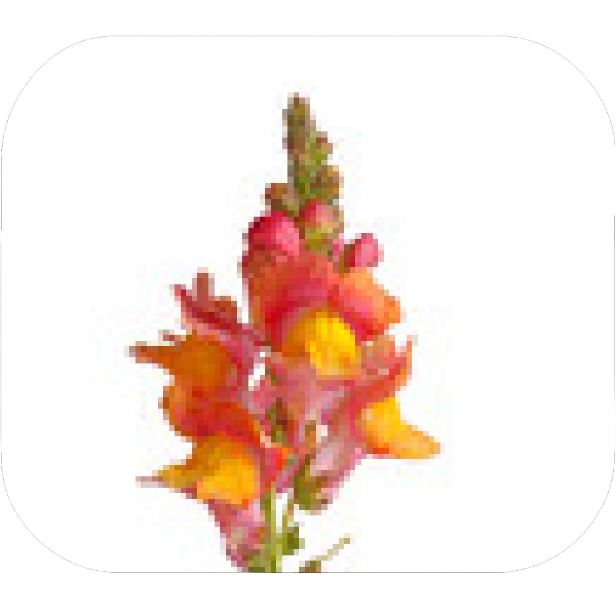 1200x1200 Designs Mein Mousepad Design Mousepad Selbst Designen