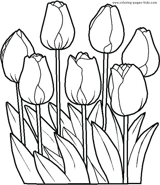 534x617 Flower Coloring Pages For Adults Free Daisy Pictures Color