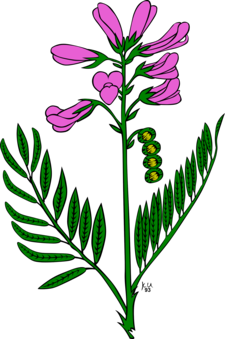 225x339 Qualcomm Snapdragon Drawing Flower Plantains Cc0