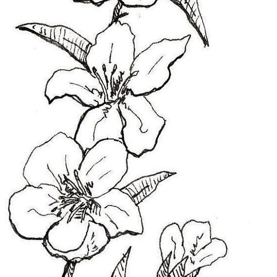 570x570 Snapdragon Drawing Carnation Flower For Free Download