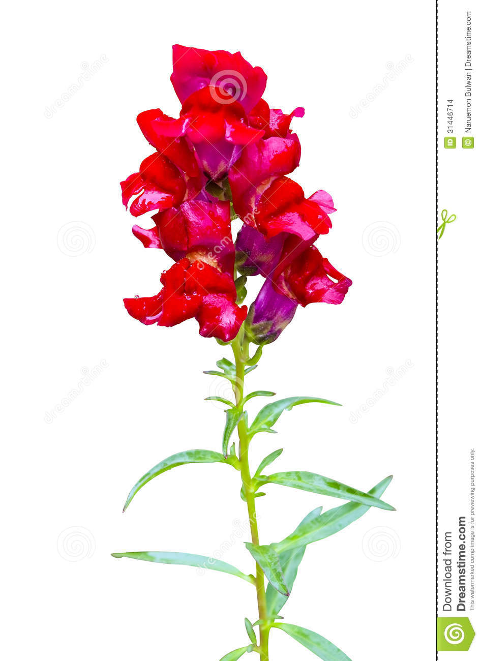 Snapdragon Flower Drawing Free download on ClipArtMag