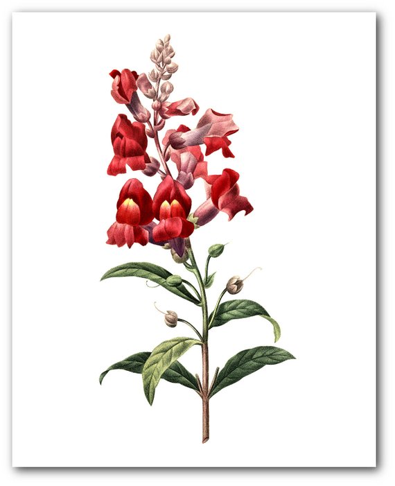 570x701 Snapdragon Print, Red Flowers, Botanical Illustration, Antirrhinum