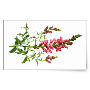 307x307 Snapdragon Stickers Zazzle