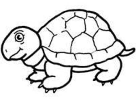 Snapping Turtle Drawing