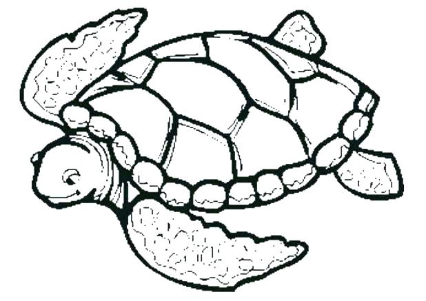 618x437 Turtle Drawings Godshelters